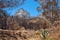 Landscape of burnt trees after a bushfire on Table Mountain, Cape Town, South Africa. Outcrops of a mountain against