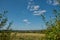 Landscape through the Bushes at Pulborough