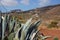 Landscape and cactus in Tenerife, Canaries