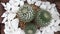 Landscape cactus thorns in terrarium