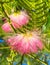 Landscape of Calliandra Flowers