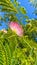 Landscape of Calliandra Flowers