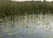 Landscape with a calm water surface, water lilies and reeds, reflections in the water