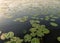 Landscape with a calm water surface, water lilies and reeds, reflections in the water