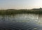 Landscape with a calm water surface, water lilies and reeds, reflections in the water