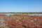 Landscape of Camargues in the south of France