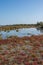 Landscape of Camargues in the south of France