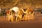 Landscape with camels in Wadi Rum desert, Jordan