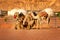 Landscape with camels in Wadi Rum desert, Jordan