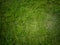 Landscape of carabao grass in the field under sunlight