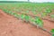 Landscape cassava manioc plant in farmland