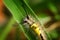 Landscape of catterpillar crawling on leaf