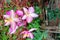 Landscape of cattleya flowers