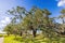 Landscape of Chalmette Battlefield