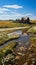 Landscape with a chamomile field and a river near a windmill