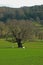 Landscape, Chatsworth Park, nr River Derwent, Peak District, Derbyshire,