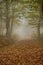 Landscape of chestnut trees, colors of Autumn, Extremadura