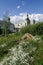 Landscape with the Church of Maxim the Confessor and white flowers in the foreground