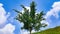 A landscape with clear blue skies, a few clouds, green glass in the foreground and a healthy green tree. Summer is here.