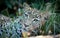 Landscape closeup on face of an adult leopard with beautiful green eyes in Khwai Okavango Delta Botswana