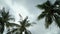 Landscape of coconut trees blow in the wind. rain clouds become dark gray before rainfall