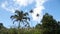 Landscape with coconut trees and mountains