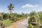 Landscape coconut trees with water canal in countryside.