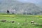 Landscape in the Colca Canyon, Peru