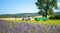 Landscape of collecting lavender in the field, general plan, selective focus.A tractor with a cart in the background