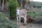 Landscape color photo of a donkey on a farm Rondavel.  Karoo.