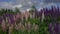 A landscape with colorful lupines fluttering in the wind