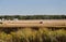 Landscape with a combine harvesting soybeans