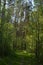 Landscape in the coniferous forest in spring , Belarus