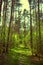Landscape in the coniferous forest in spring , Belarus
