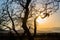 landscape with a contour of a tree in the sunset light