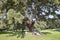 Landscape with cork trees in spring