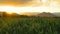 Landscape of corn field with blowing wind in evening and light shines sunset