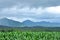 Landscape of corn field with mountain, Agriculture scene