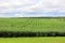 Landscape corn field in rural Prince Edwards Island