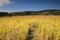 Landscape Corn Field Rural Virginia