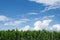 Landscape cornfield on the background of blue sky with clouds