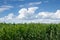 Landscape cornfield on the background of blue sky with clouds