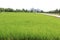 Landscape cornfield in the countryside Thailand white background