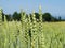 Landscape of cornfield summer day