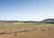 Landscape with cornfields and meadows in regional parc de caps et marais d`opale in the north of france