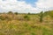 Landscape of the countryside, field overgrown with weeds and shrubs