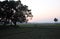 Landscape with a cow that graze grass at sunset in Sundarbans, West Bengal