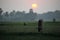 Landscape with a cow that graze grass at sunset in Sundarbans, West Bengal