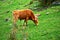 Landscape of a cow grazing from the side in Huascaran National Park