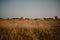 Landscape of cows cattle feeding on yellow grass field at warmth sunset light.